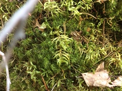 Pleurozium schreberi