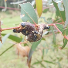 Perga affinis