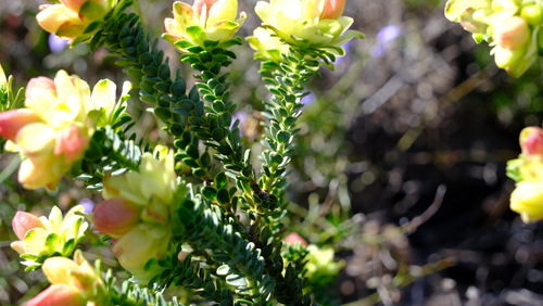 Image of Geleznowia verrucosa by (c) Peter Crowcroft, some rights reserved (CC BY)