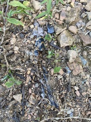 Euprepiophis mandarinus