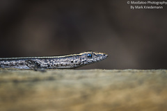Cryptoblepharus pulcher