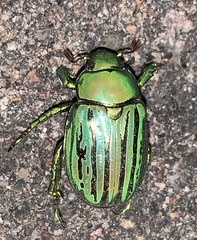 Chrysina gloriosa