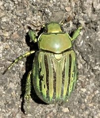 Chrysina gloriosa