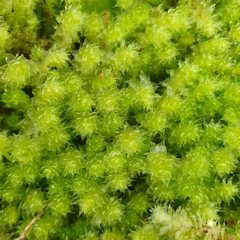 Ptychomnion aciculare