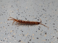 Lithobius