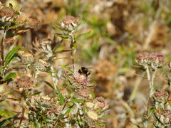 Bombus terrestris lusitanicus