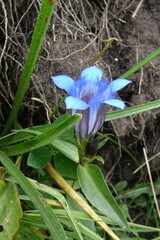 Gentiana septemfida