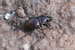 Pterostichus burmeisteri