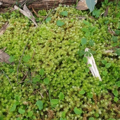 Ptychomnion aciculare