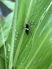 Hypselonotus interruptus