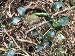 Psydrax odorata buxifolia