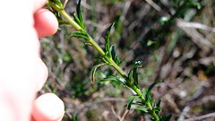 Diplopeltis huegelii
