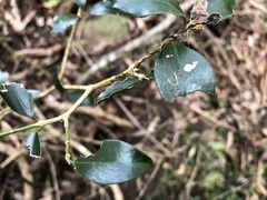 Psydrax odorata buxifolia