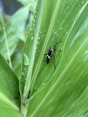 Hypselonotus interruptus