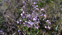 Diplopeltis huegelii