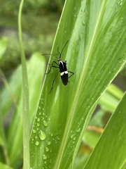 Hypselonotus interruptus