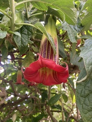 Brugmansia sanguinea
