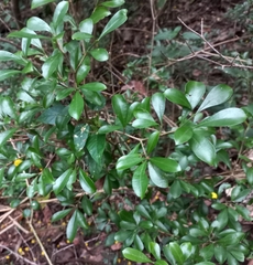 Psychotria daphnoides