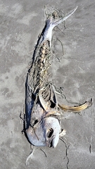 Coryphaena