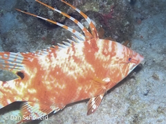 Lachnolaimus maximus