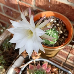 Echinopsis oxygona