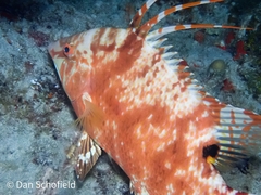 Lachnolaimus maximus