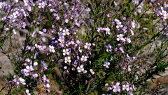 Diplopeltis huegelii