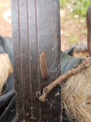 Veronicellidae