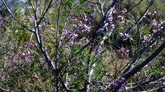 Diplopeltis huegelii