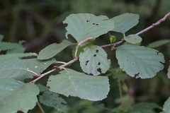 Alnus glutinosa