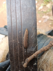 Veronicellidae