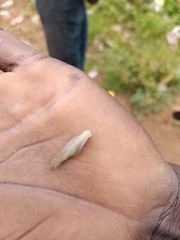 Veronicellidae