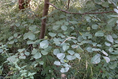 Alnus glutinosa