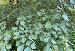 Alnus glutinosa