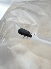 Tenebrio molitor