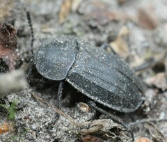 Silpha tristis