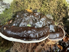 Ganoderma australe