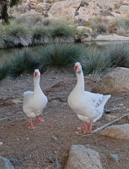 Anser anser domesticus