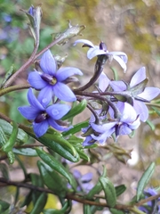 Halgania andromedifolia