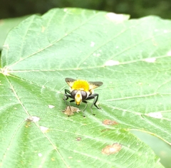 Sericomyia