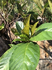 Ficus
