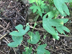 Passiflora subpeltata