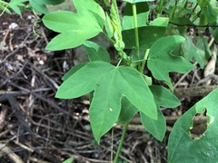 Passiflora subpeltata