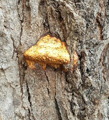 Hexagonia vesparia