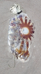 Chrysaora melanaster