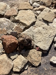 Crassula pyramidalis