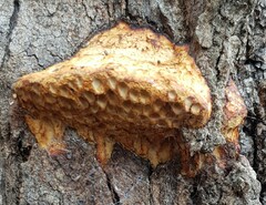 Hexagonia vesparia