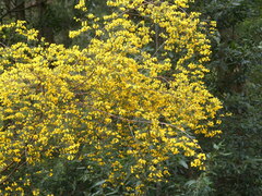 Pultenaea flexilis