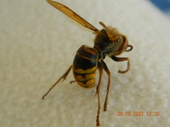 Vespa crabro
