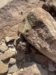 Crassula pyramidalis